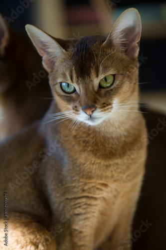 Porträt einer Abessinier Katze photo