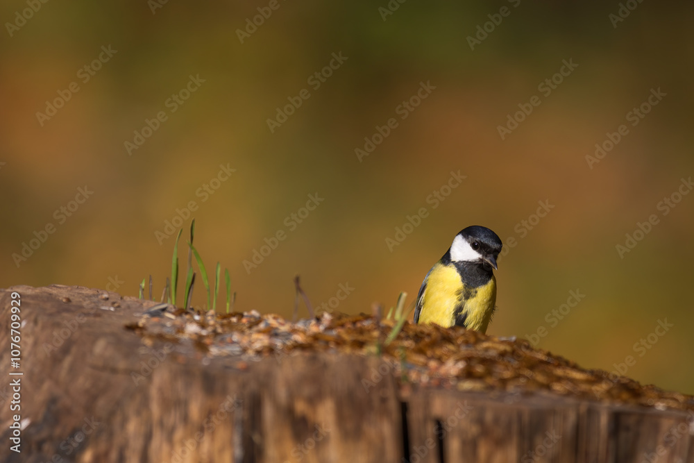 Fototapeta premium Kohlmeise, Parus major, Great tit