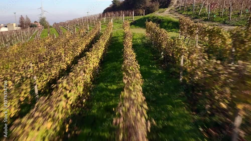 Aerial drone view of the Langhe and Monferrato vineyards, during fall season. This Italian winery hilly region is UNESCO site since 2014 (Piedmont, Northern Italy). Aerial drone view of the Langhe and Monferrato vineyards, during fall season. This Italian winery hilly region is UNESCO site since 2014 (Piedmont, Northern Italy).