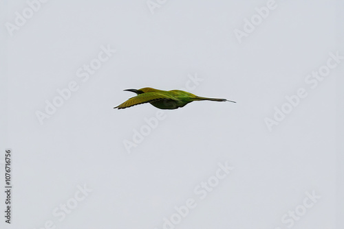 Asian Green Bee Eater