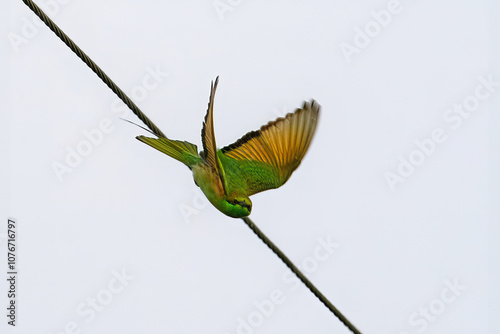 Asian Green Bee Eater