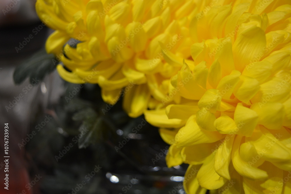Beautiful autumn flowers, large flowering buds of yellow chrysanthemums with green leaves. Large and bright bouquets of flowers in a vase. Beautiful autumn flowers, large flowering buds of yellow chrysanthemums with green leaves. Large and bright bouquets of flowers in a vase.