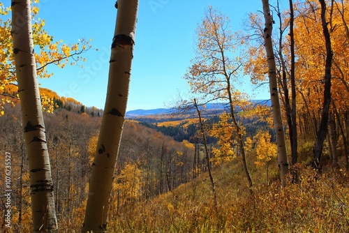 View of mountain valley in autumn through aspen grove 