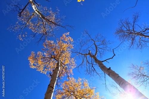 branches and changing autumn leaves against blue sky