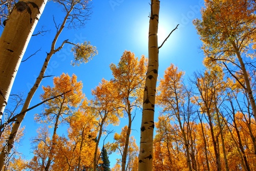 Aspen autumn trees against sky