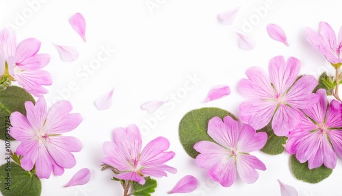 Closeup of Blooming Clarkia Flowers and Petals Isolated on White Background. Top View of Flower with Empty Space.