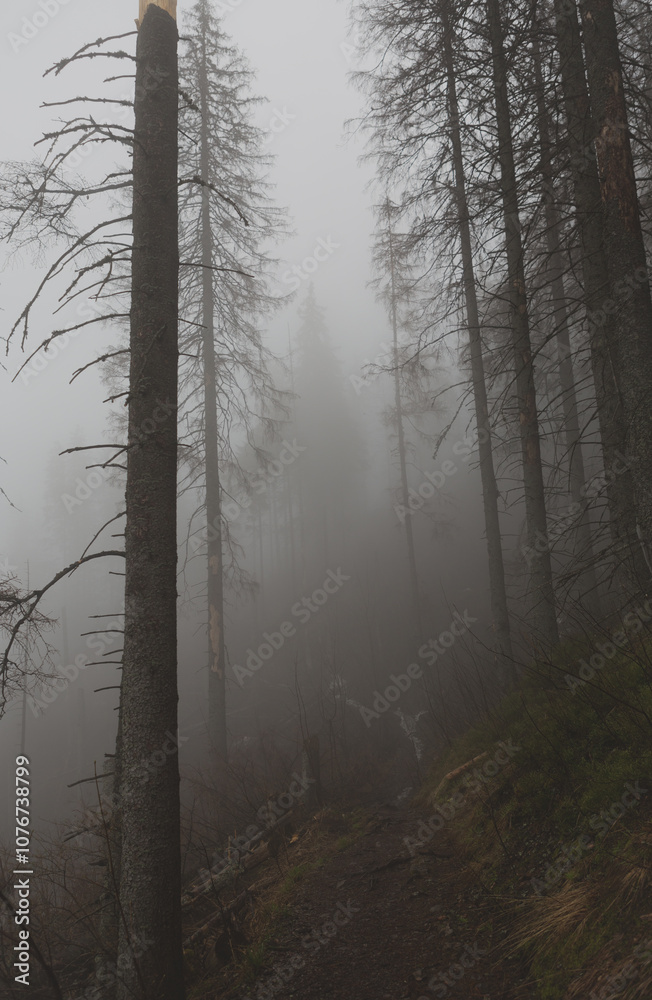 Obraz premium Foggy Forest with Winding Path