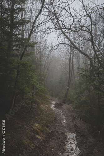 Foggy Forest with Winding Path