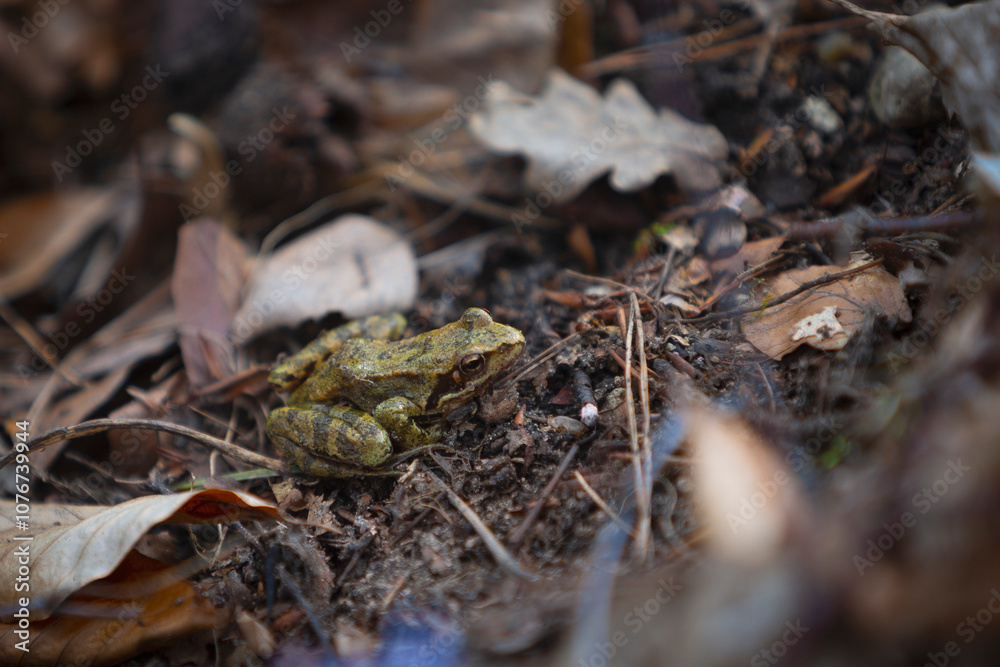 Fototapeta premium Camouflaged Frog on Forest Floor