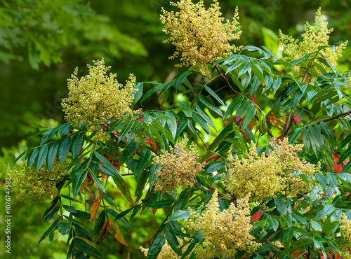 Rhus copallinum, winged sumac. Characteristic multi-stemmed shrub or small tree, compound leaves that turn red in the fall, wings or alate rachis on the leaflets and panicles of pale yellow flowers.