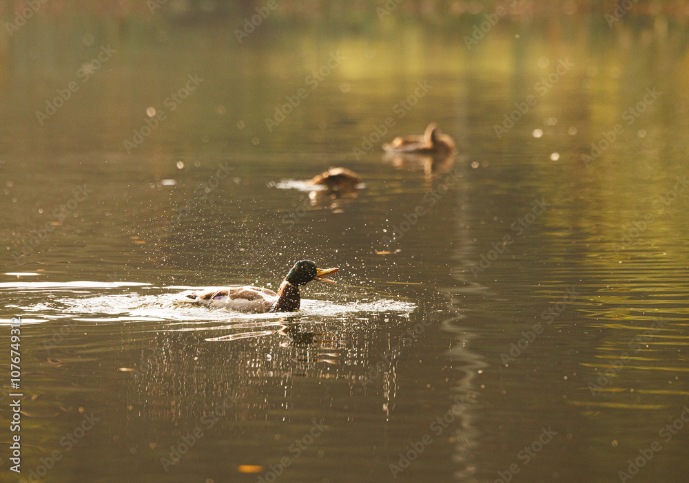A tranquil morning by the lake showcasing a mallard duck gliding through sparkling water amidst gentle ripples A tranquil morning by the lake showcasing a mallard duck gliding through sparkling water amidst gentle ripples