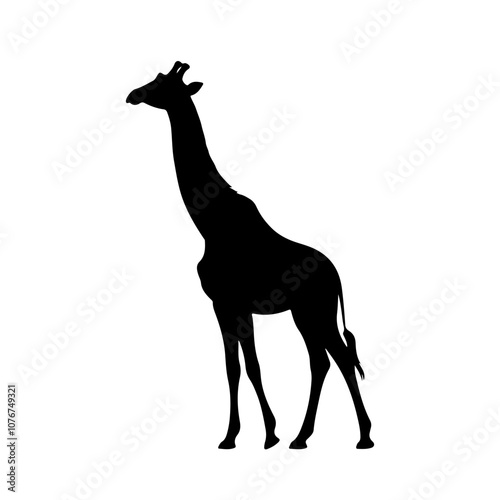 Vector silhouette of a giraffe on white background photo