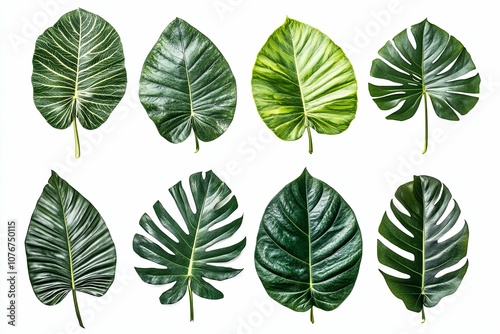 Collection of eight green tropical leaves isolated on a white background