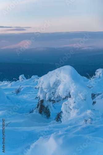 Snow covered spruce tree. Northern Ural mountains, Komi Republic, Russia