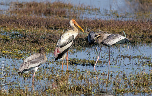 Tantale indien, Mycteria leucocephala, Painted Stork, Keoladeo National Park, Bharatpur Bird Sanctuary, Inde photo