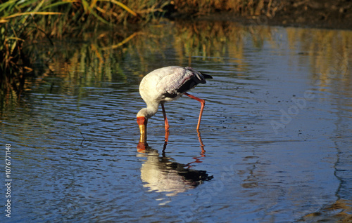 Tantale ibis, Mycteria ibis, Yellow billed Stork photo