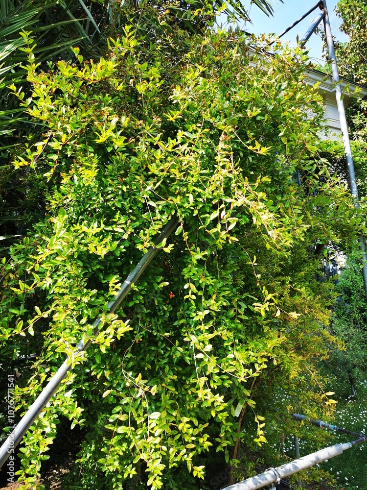 Fototapeta premium Green climbing plant flourishing over a trellis in a garden setting during bright daylight in springtime