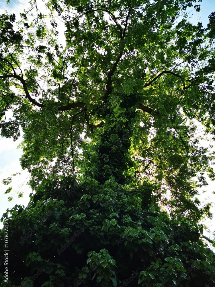 Fototapeta premium A lush green tree reaching towards the sky, surrounded by vibrant foliage during a sunny afternoon in the park