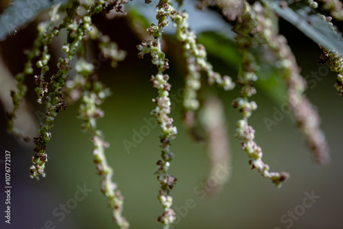 stinging nettle seeds macro close up photo