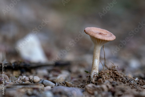 Common Funnel Cap mushroom - Clitocybe gibba photo