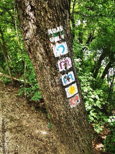 Colorful painted letters on a tree trunk in a serene forest during a sunny day in summer photo