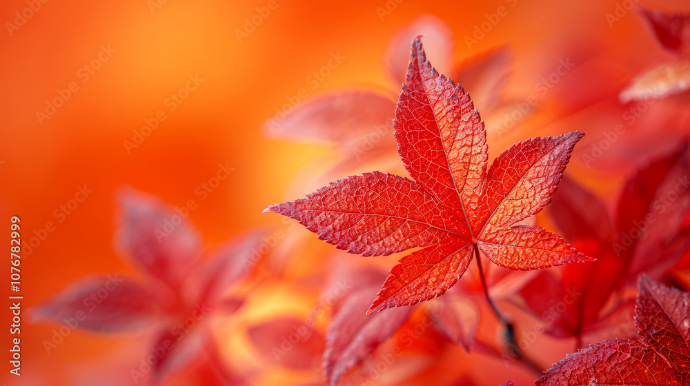 Autumn background with bright red leaves. Shallow depth of field. Autumn background with bright red leaves. Shallow depth of field.