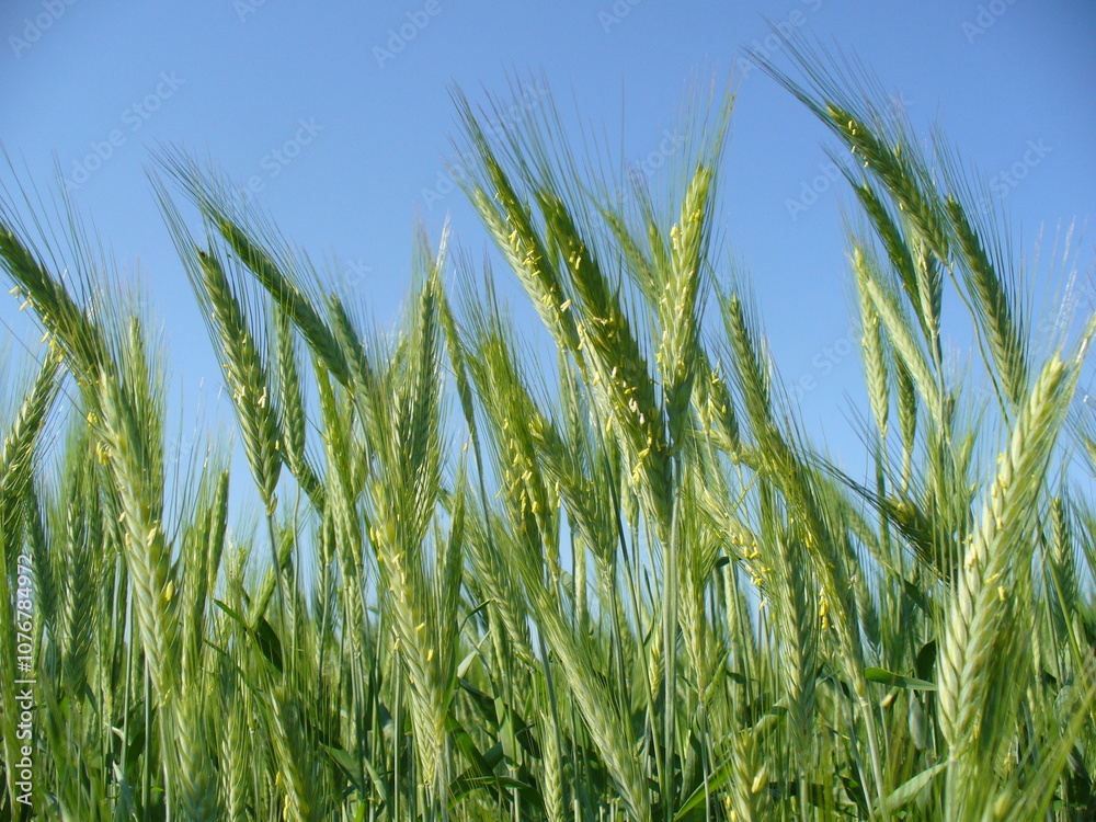 Green blooming wheat on cultivated field in sunny spring time with blue sky - close up. Topics: agriculture, beauty of nature, blooming, flowering, vegetation, flora, season, macro. Green blooming wheat on cultivated field in sunny spring time with blue sky - close up. Topics: agriculture, beauty of nature, blooming, flowering, vegetation, flora, season, macro.