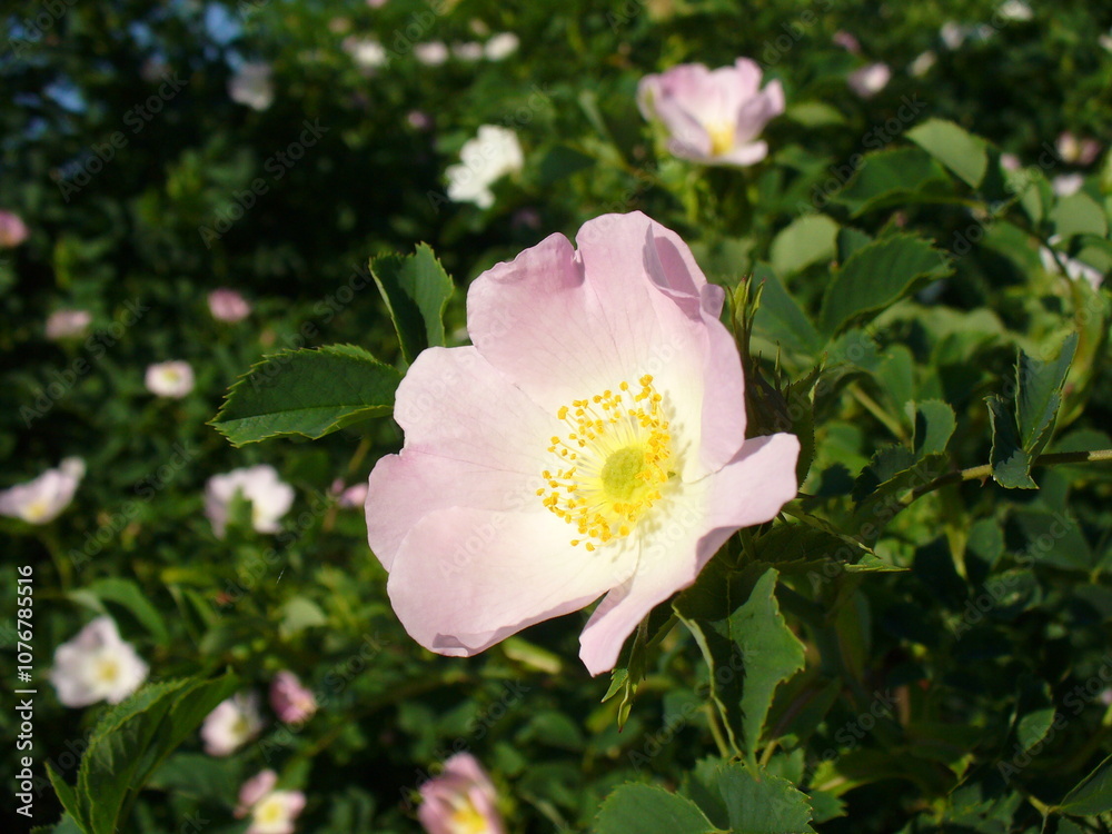 Obraz premium Opened delicate white and pink flower on shrub of wild Rose on sunny weather. Topics: beauty of nature, blooming, flowering, vegetation, flora, season, spring, macro