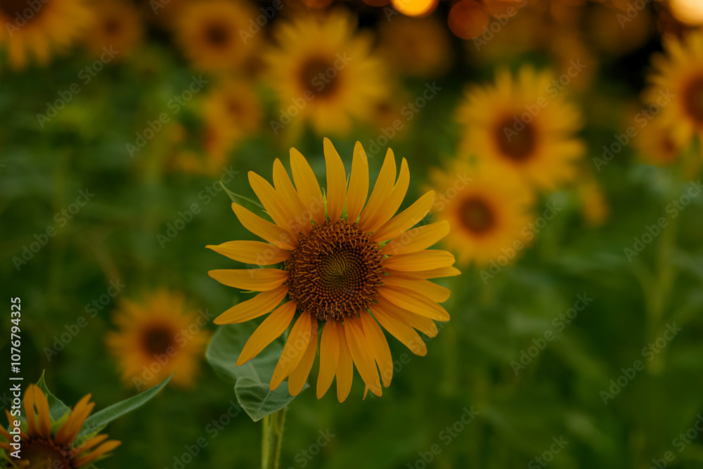 Close-up of sunflowers at dusk, summer landscape Close-up of sunflowers at dusk, summer landscape