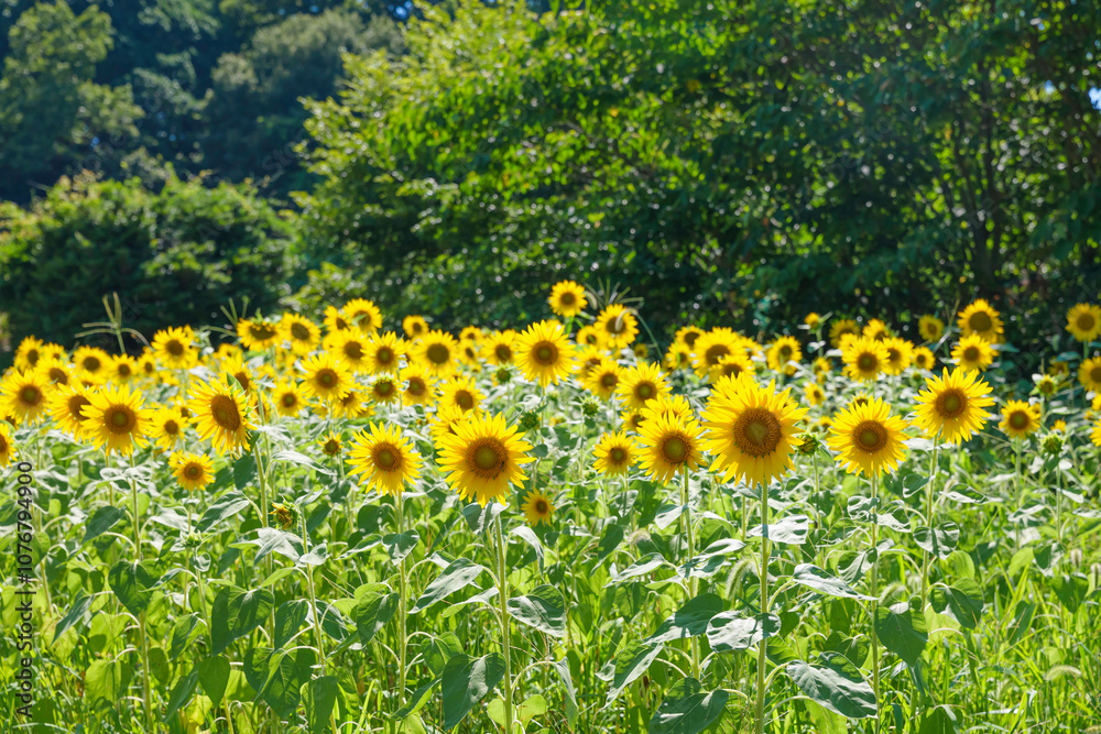 Obraz premium Sunflowers in full bloom, fields, midsummer scenery, refreshing, nostalgic