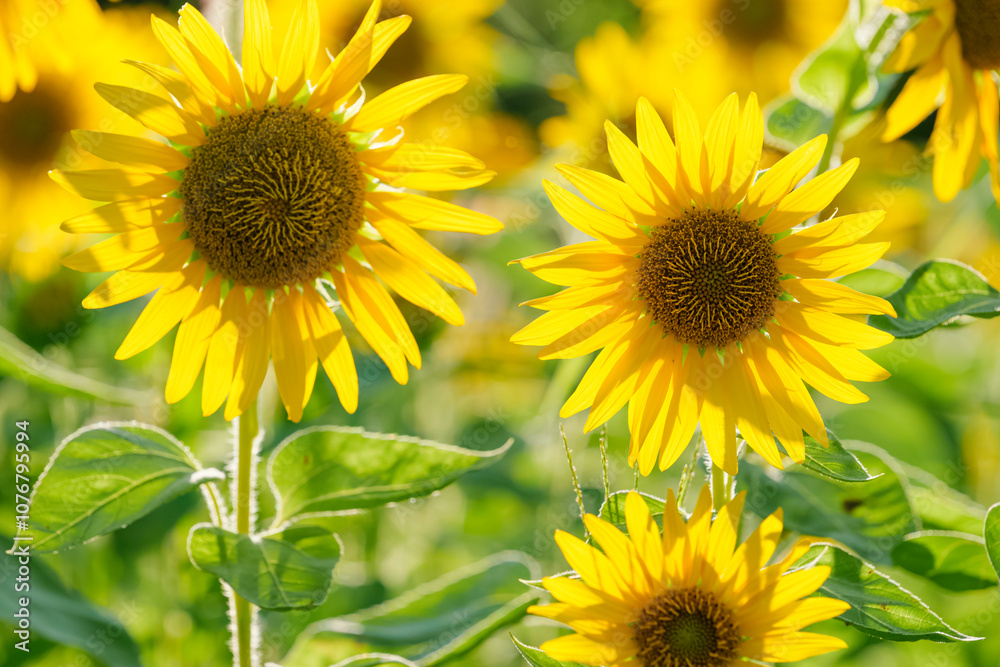 Obraz premium Close-up of sunflowers at dusk, summer landscape