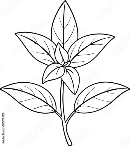 hand drawn line art herb vector leaves outline