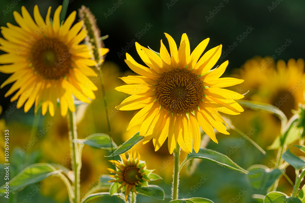 Close-up of sunflowers at dusk, summer landscape Close-up of sunflowers at dusk, summer landscape