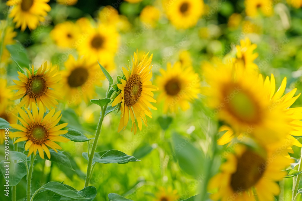 Fototapeta premium Close-up of sunflowers shining yellow, summer landscape