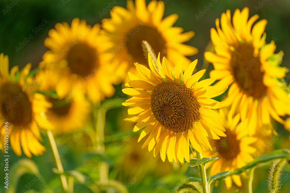 Close-up of sunflowers at dusk, summer landscape Close-up of sunflowers at dusk, summer landscape