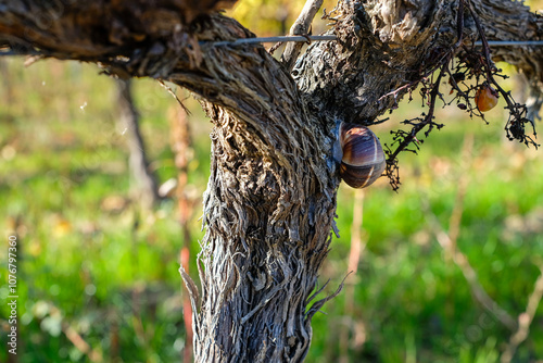 Old Vine with a Snail on the Trunk. Sunny Autumn Day. Vineyard after Grape Harvest.