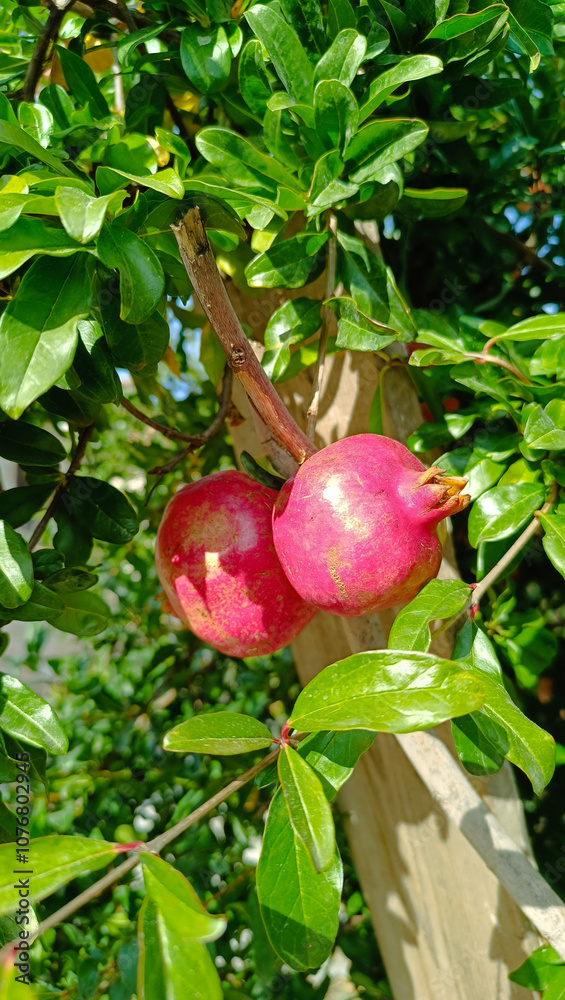 a tree with fresh pomegranates