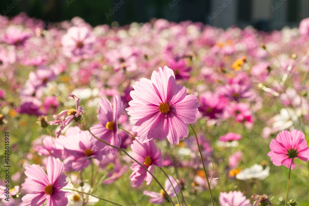 Obraz premium 満開のコスモス畑