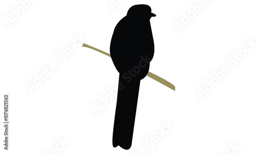 Red Headed Trogon Silhouette Design  And Vector Illustration. 
