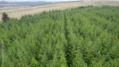 Scots Pines trees at the Scottish border, by drone