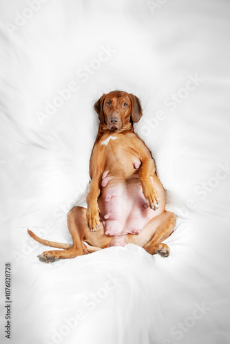 Very pregnant livernose dog rhodesian ridgeback photo