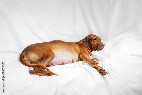 Very pregnant livernose dog rhodesian ridgeback photo