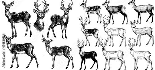 Wild deer silhouettes in black and white - male, female, and roe