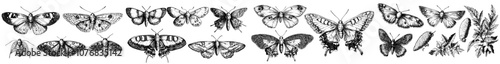 Set of detailed and realistic butterflies. Flying insects and delicate moths with multicolored wings. Coloured hand-drawn modern illustrations isolated on white background.