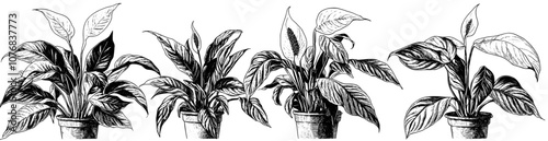 A potted flower plant withering phases, life cycle. From bloom to dry, sick leaves to dead. Floral dying process. Flat graphic modern illustration isolated on white.