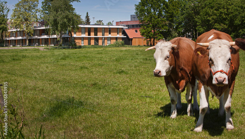 Cows in meadow at Reestdal meppel, hospital in the background. photo