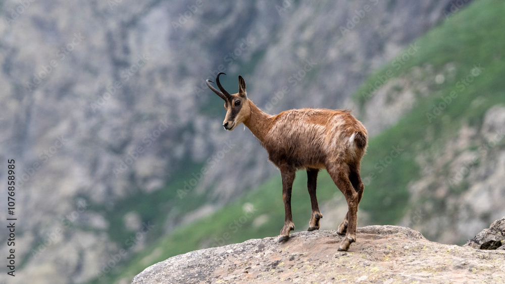 chamois perché en observation dans le parc national du mercantour au printemps dans les alpes en france chamois perché en observation dans le parc national du mercantour au printemps dans les alpes en france