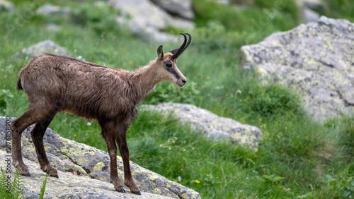 chamois perché en observation dans le parc national du mercantour au printemps dans les alpes en france