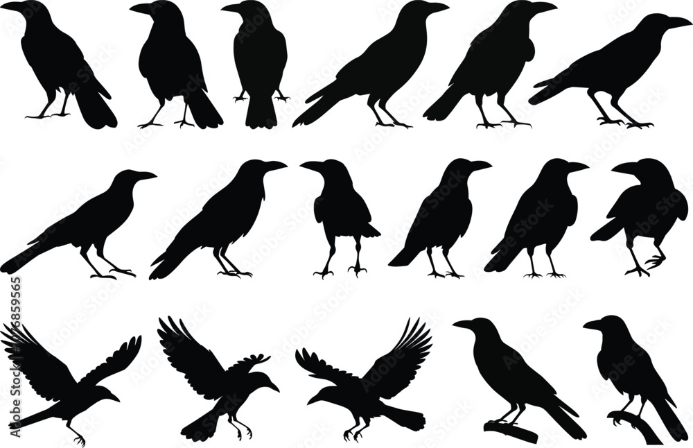 Obraz premium Black crow silhouette vectors