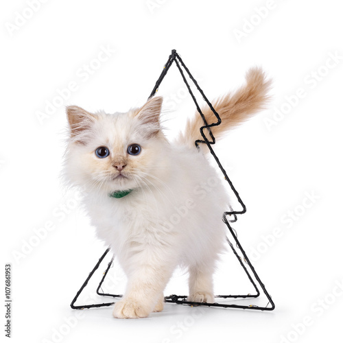 Cute red pointed Sacred Birman cat kitten, standing through wire christmas tree decoration. Looking straight to camera with breed specific blue eyes. Isolated on a white background. photo